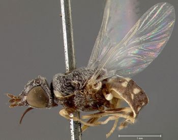 Media type: image;   Entomology 12587 Aspect: habitus lateral view